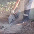  Корова упала в смотровую яму недостроенного гаража в Евпатории